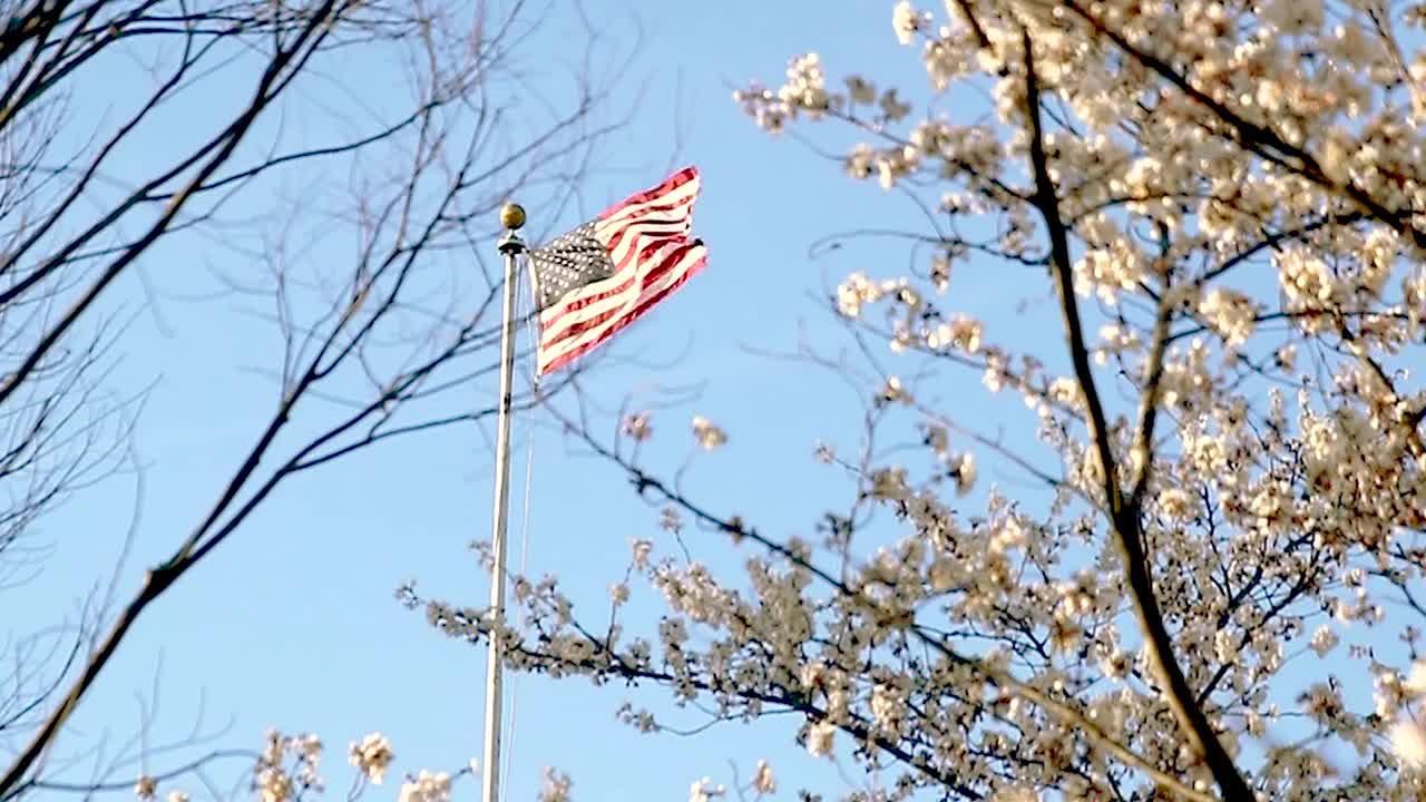 美国国旗在风中飘扬，背景是开花的树木和天空。视频下载