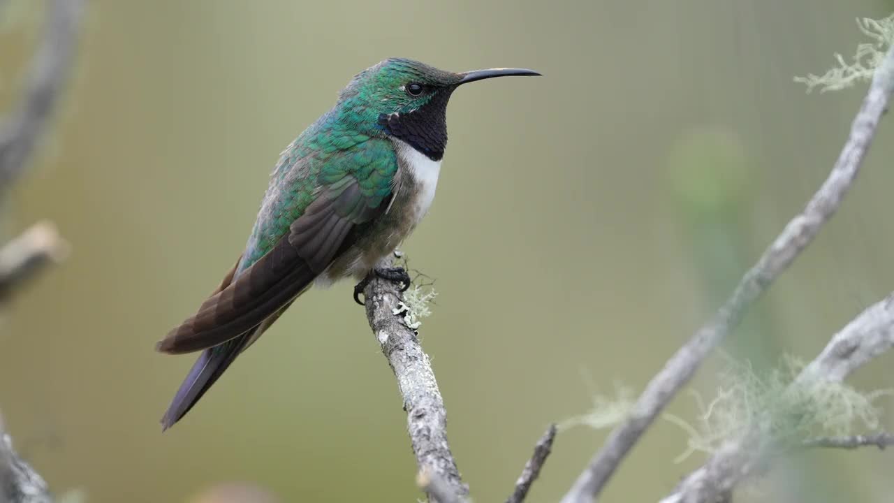 Blue-throated Hillstar视频下载