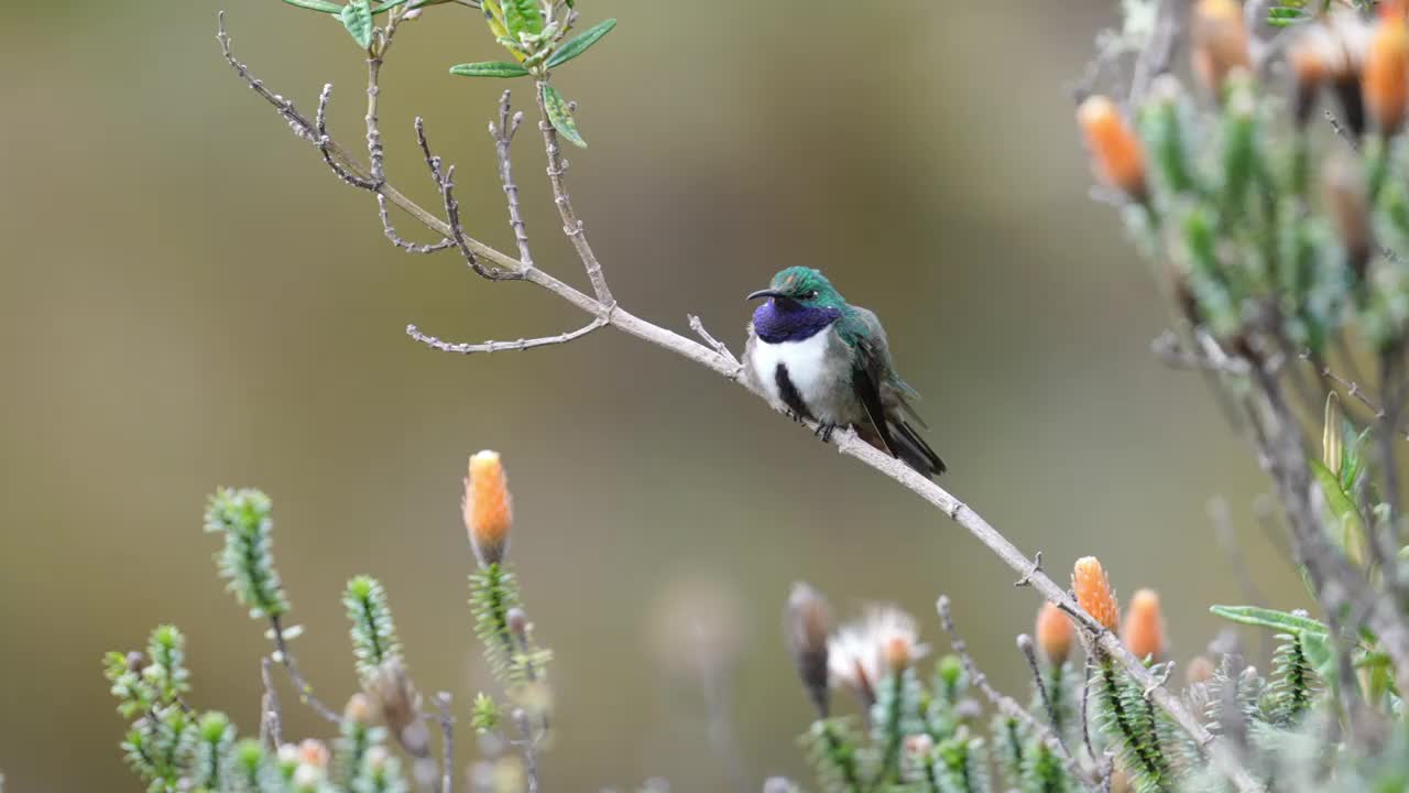 Blue-throated Hillstar视频下载