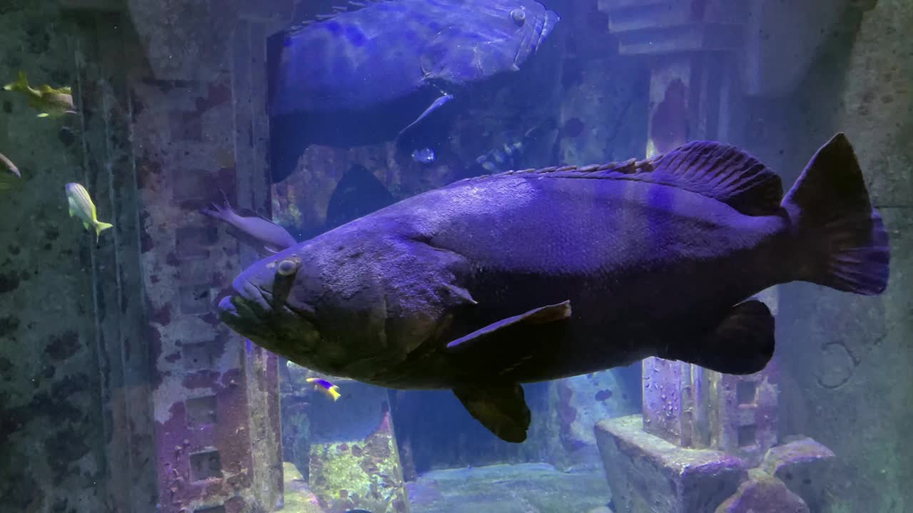 水族馆里五颜六色的鱼视频下载