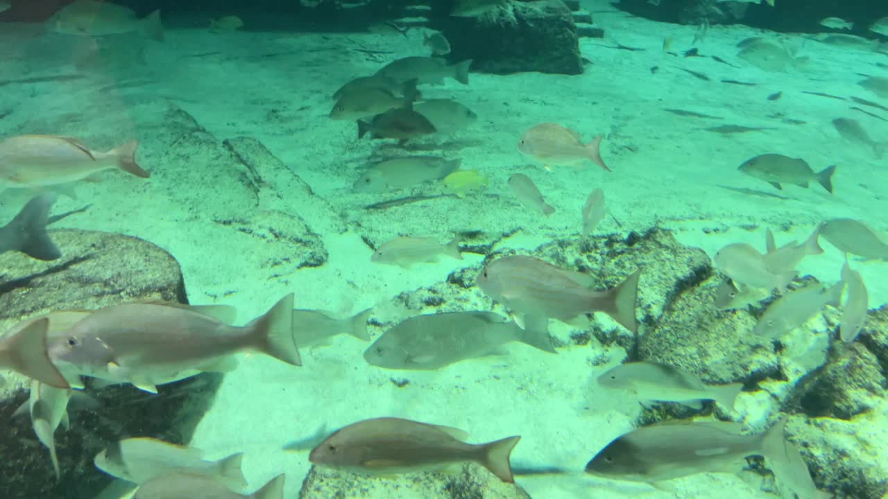 水族馆里五颜六色的鱼视频下载