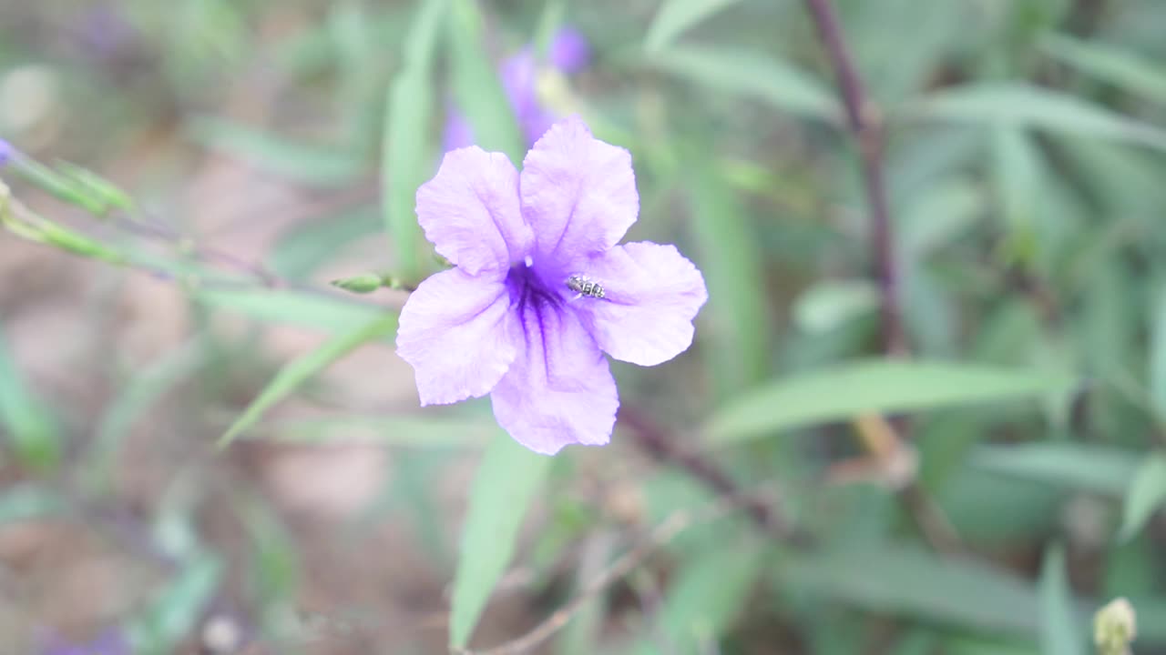 水仙花、水仙花、米尼根、铁根、小白根、爆豆荚、Cracker plant、traino、Toi ting ACANTHACEAE、Britton 's Wild、墨西哥风铃花、矮牵牛紫罗兰花，在自然背景下在花园里盛开视频素材