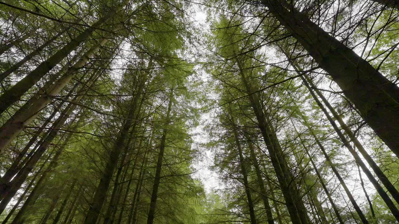 高大的森林树木沿着一片宁静宁静的林地散步视频素材