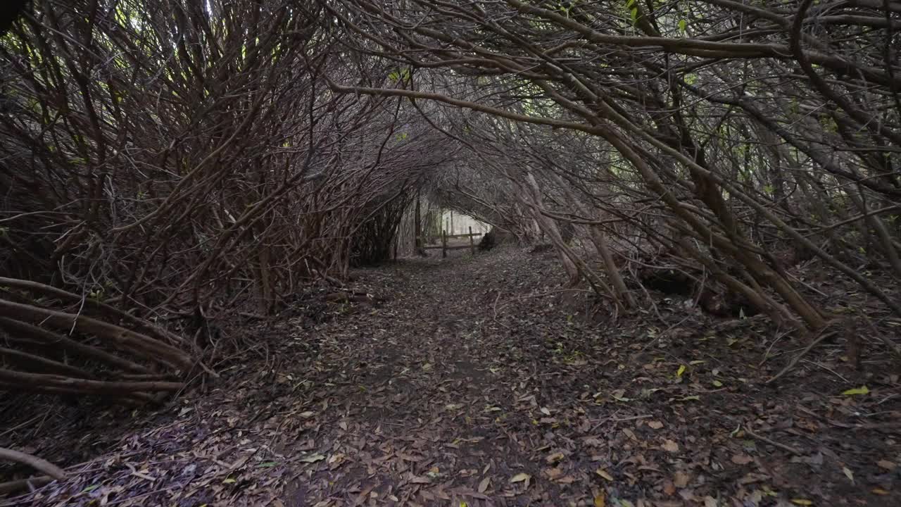 在树枝的掩护下穿过诡异的林地小径视频素材