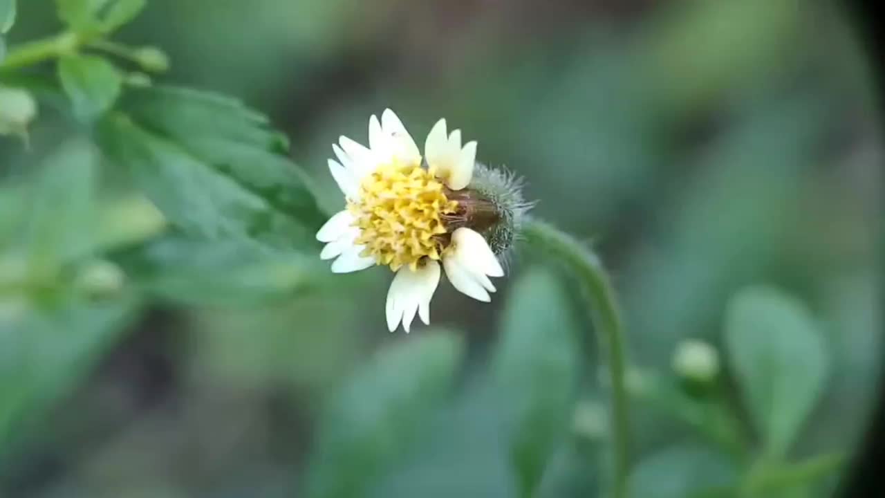 歌塘花——路边的草木植物视频素材