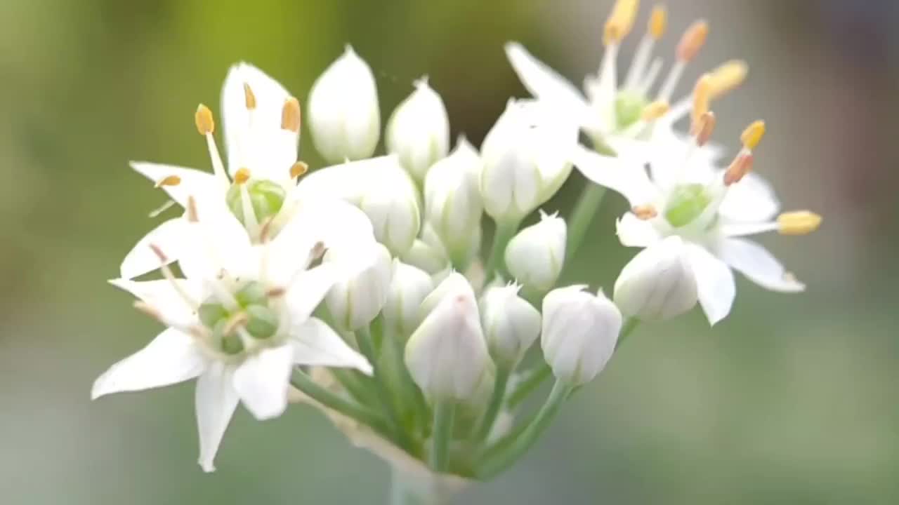 在院子里种韭菜花蕾视频素材