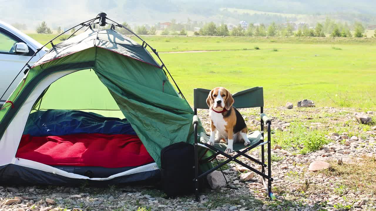 小猎犬正坐在帐篷旁的野营椅上。美丽的夏日风景，群山在背后。视频下载