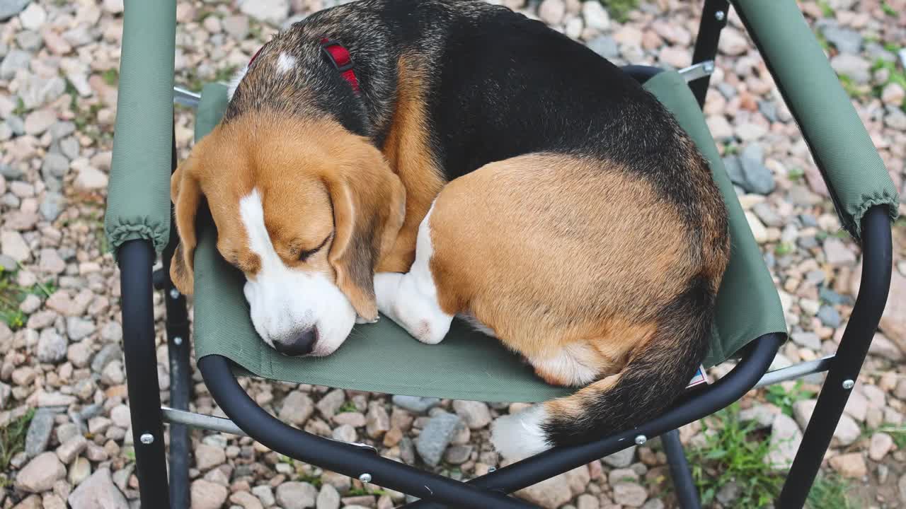 这只小猎犬睡在湖边卵石沙滩上的露营椅上。视频下载