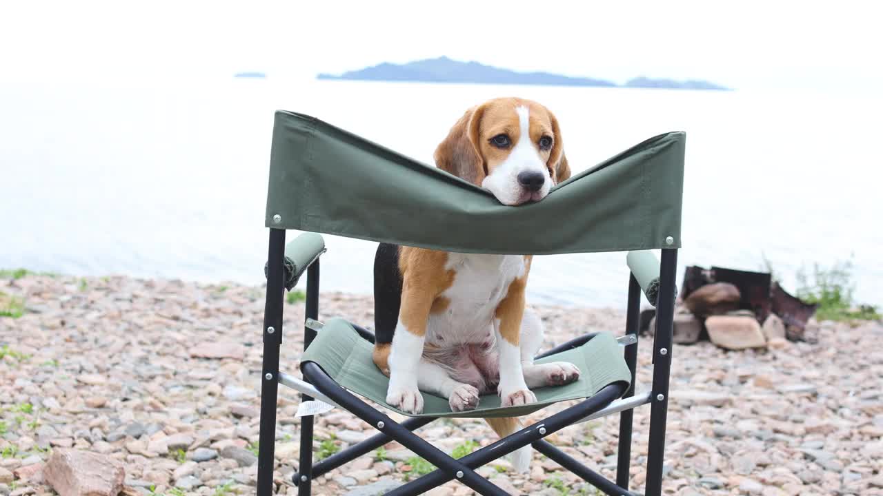 一只小猎犬正坐在湖边卵石沙滩上的露营椅上。视频素材