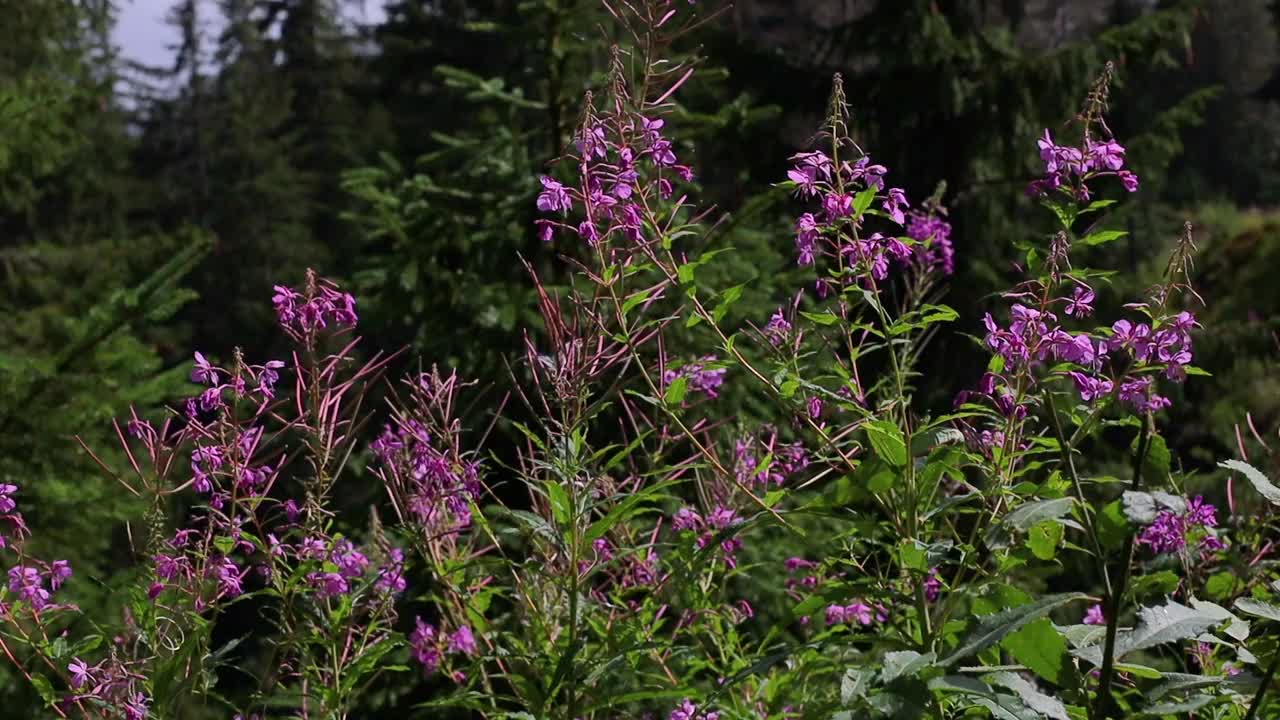 乌克兰喀尔巴阡山脉的伊万茶花视频素材