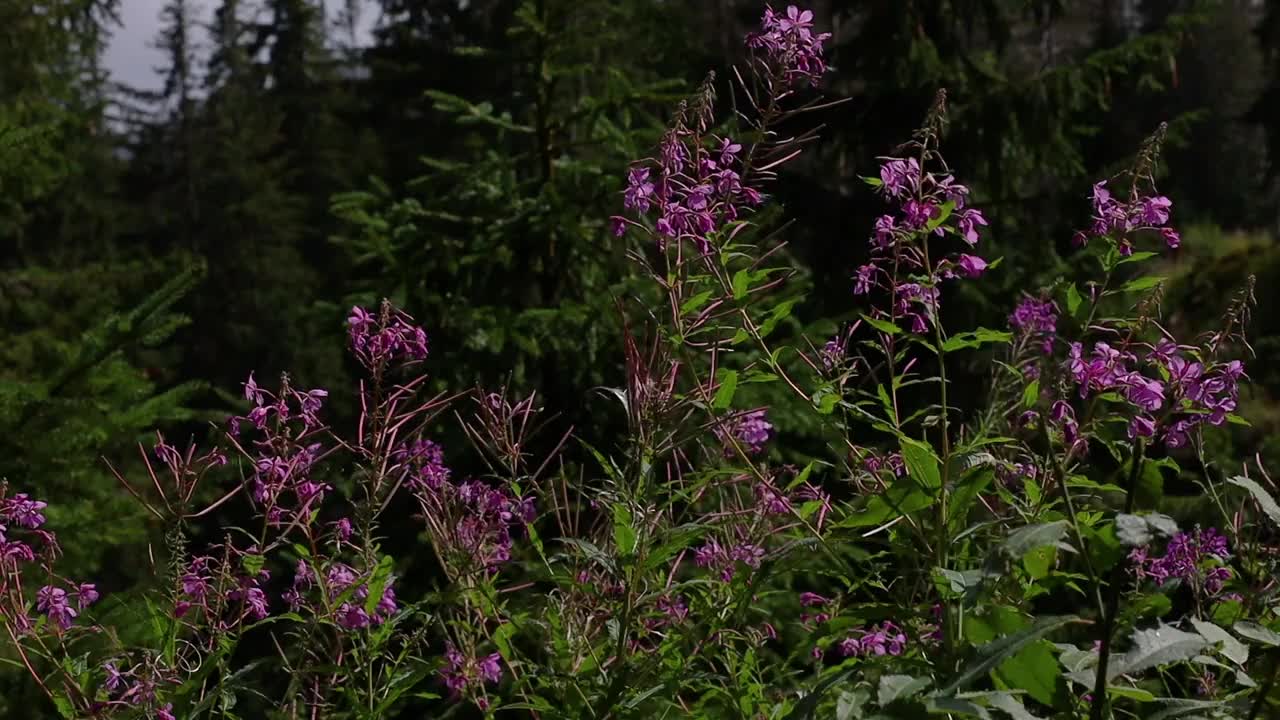 乌克兰喀尔巴阡山脉的伊万茶花视频下载