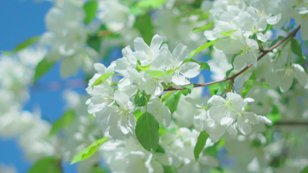 树上开满了白花，绿叶在微风中轻轻摇曳。视频素材