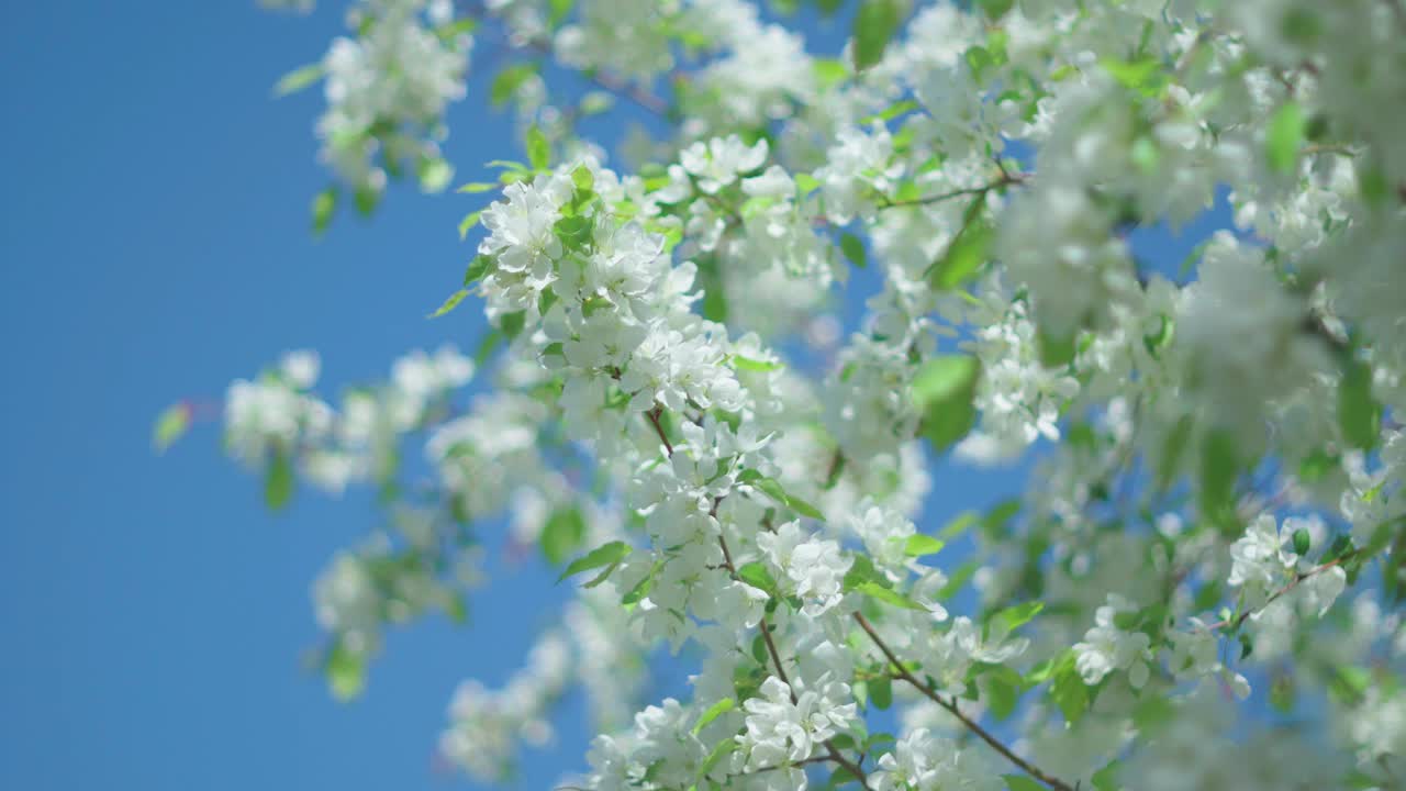 树上开满了白花，绿叶在微风中轻轻摇曳。视频素材