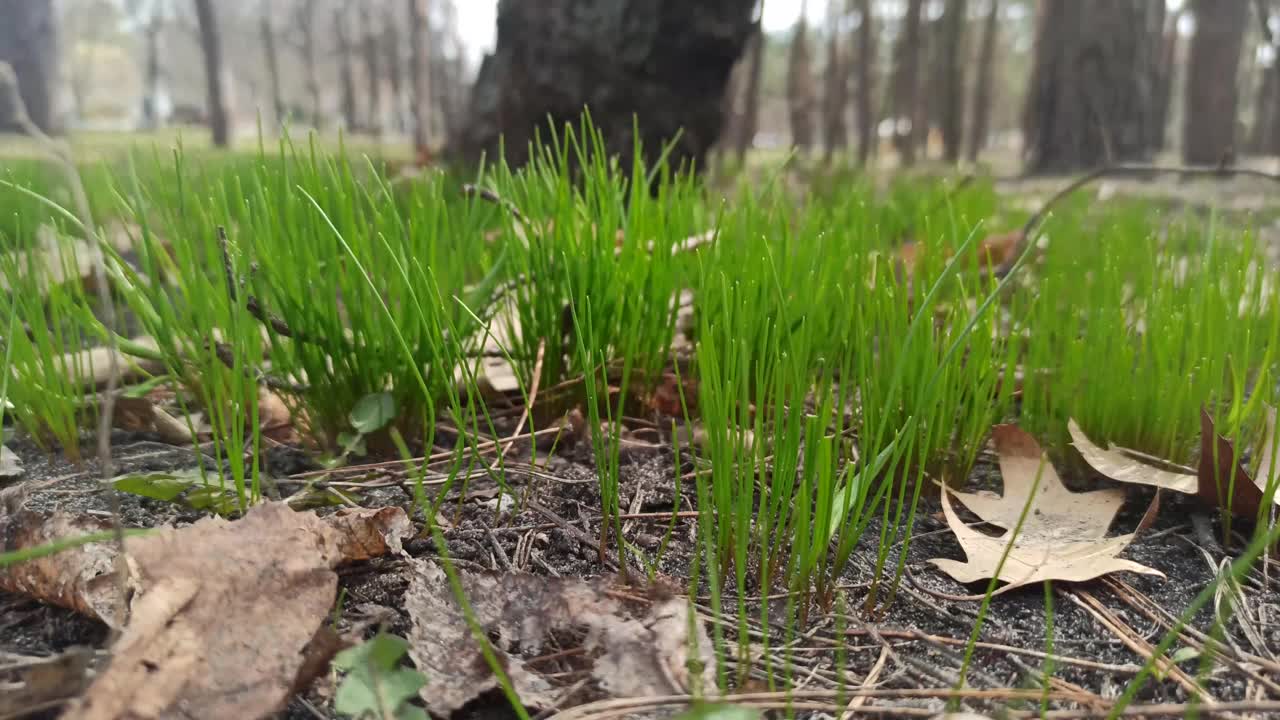 初春的绿草视频素材