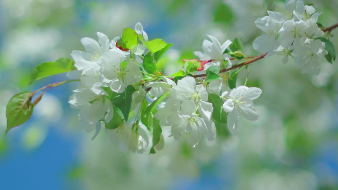 白色的花朵和绿色的叶子随风摇曳，展现了盛开的大自然之美。视频素材