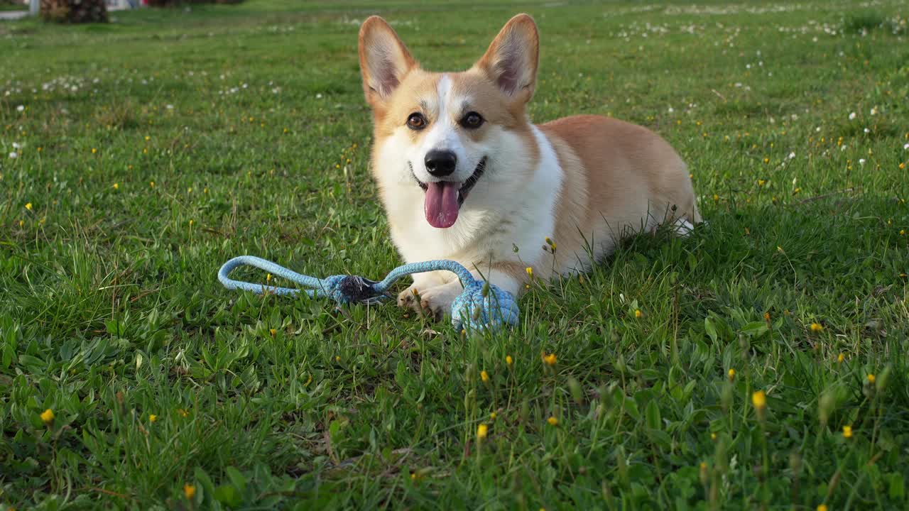 一只顽皮的彭布罗克威尔士柯基犬在阳光明媚的田野上玩耍，体现了友谊视频素材