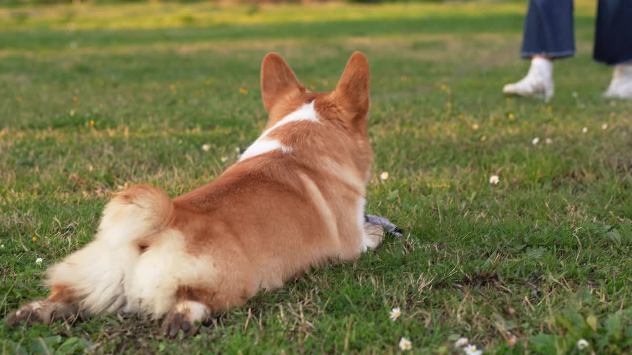 一只柯基犬心满意足地躺在绿色的草地上视频素材