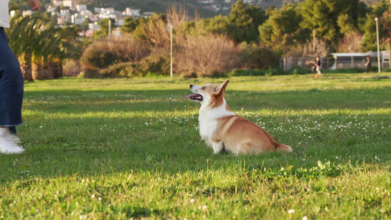 一只顽皮的彭布罗克威尔士柯基犬在阳光明媚的田野上玩耍，体现了友谊视频素材