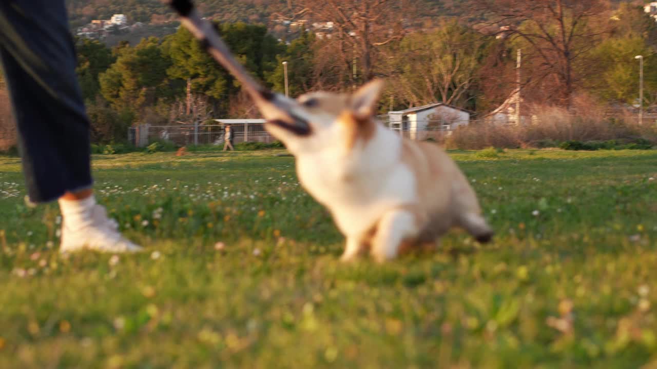 一只顽皮的彭布罗克威尔士柯基犬在阳光明媚的田野上玩耍，体现了友谊视频素材