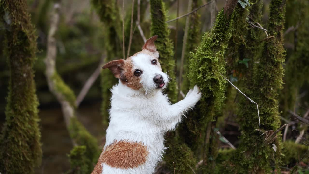 一只好奇的杰克罗素梗犬探索着茂密的森林，警惕地凝视着大自然视频素材