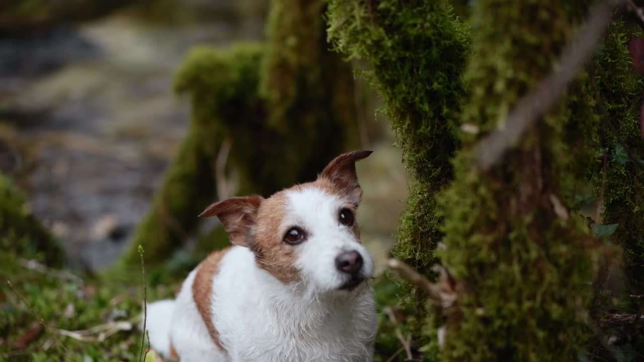 一只好奇的杰克罗素梗犬探索着茂密的森林，警惕地凝视着大自然视频素材