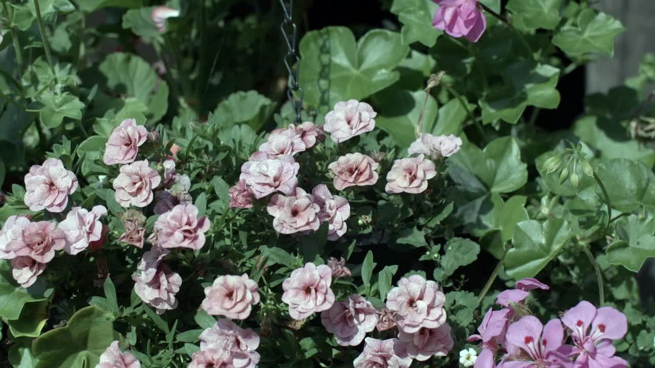 盛开的粉红色牵牛花在一个充满活力的花园挂篮。视频素材