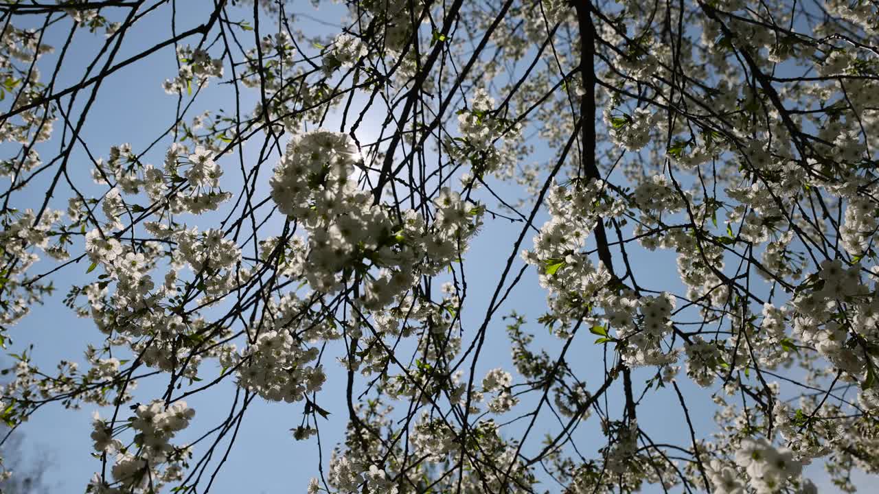 春天的花园，阳光明媚，樱花盛开视频素材