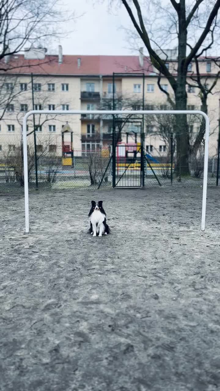 雪蒂牧羊犬在足球场上踢球视频素材