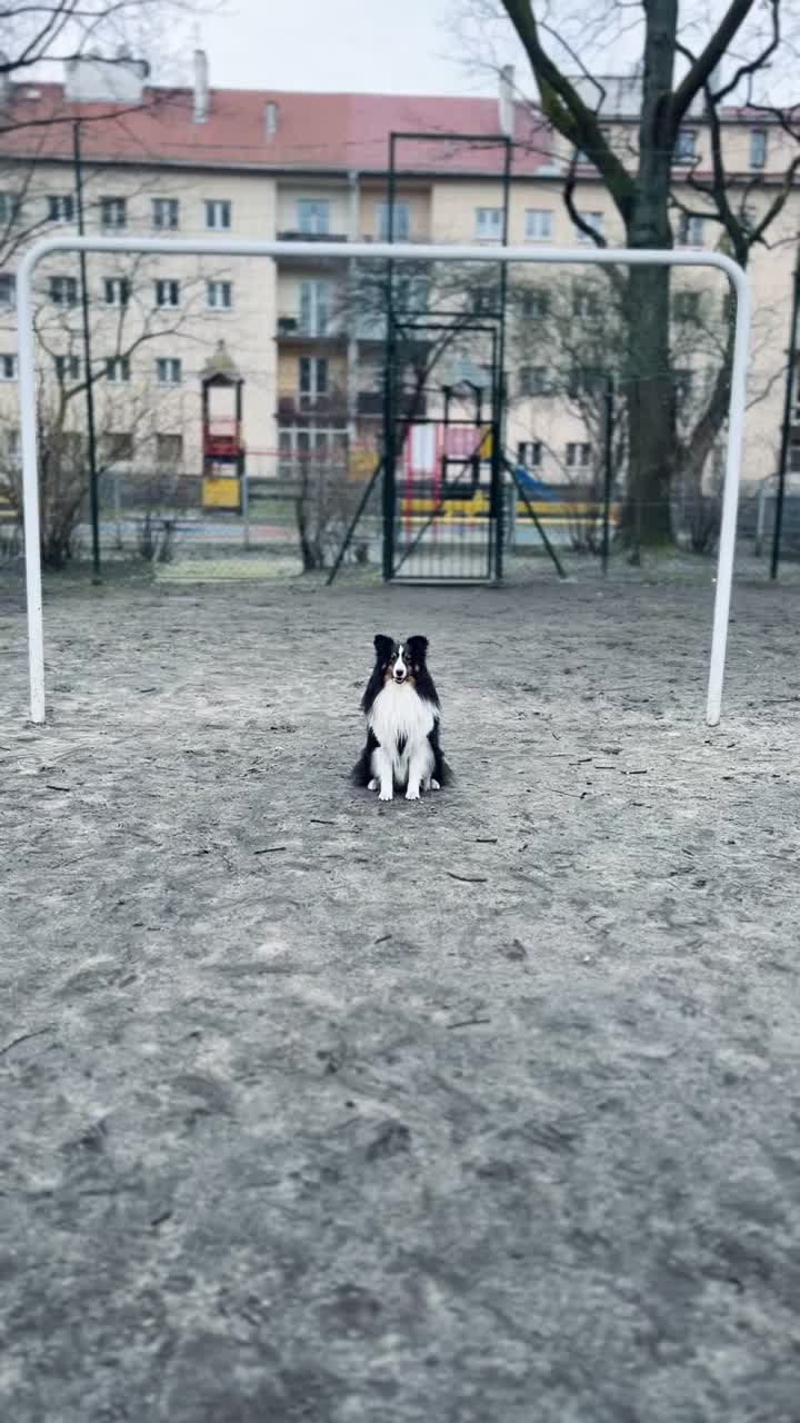 雪蒂牧羊犬在足球场上踢球视频素材