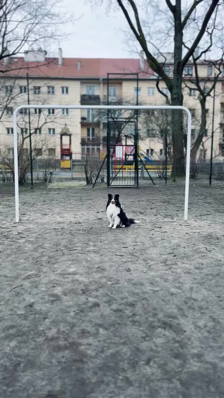 雪蒂牧羊犬在足球场上踢球视频素材