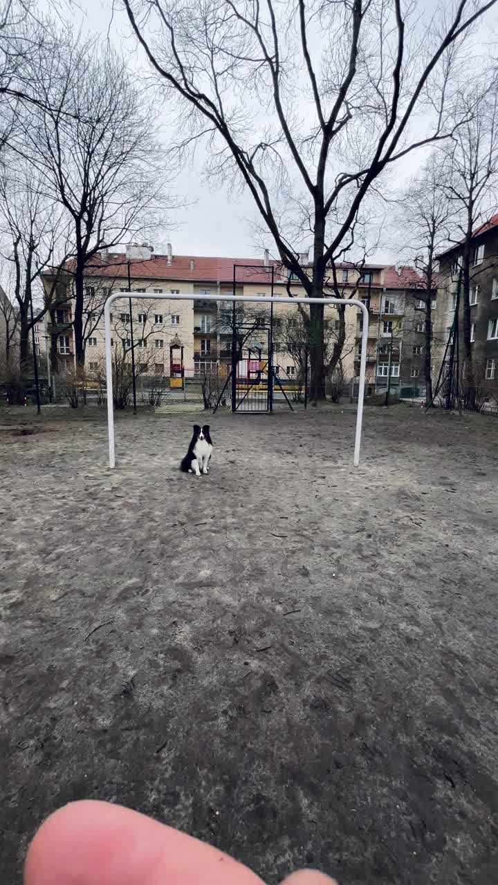 雪蒂牧羊犬在足球场上踢球视频素材