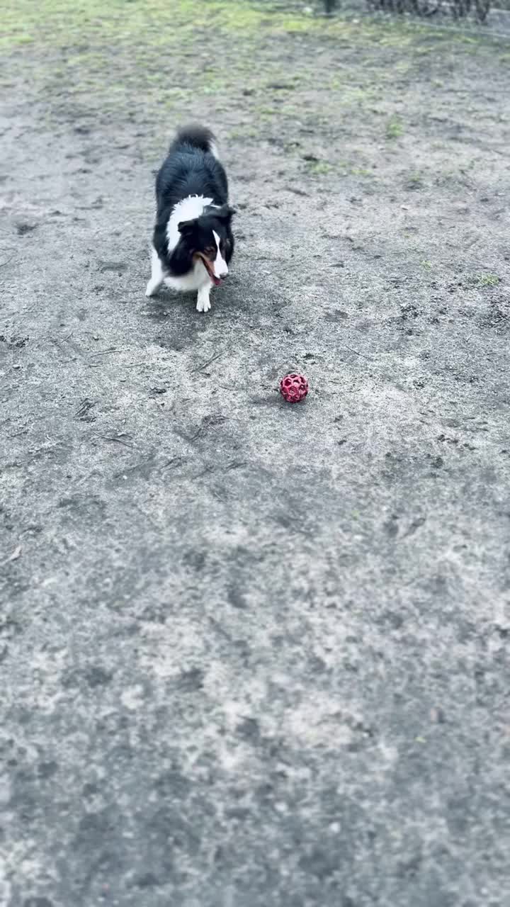 雪蒂牧羊犬在足球场上踢球视频素材