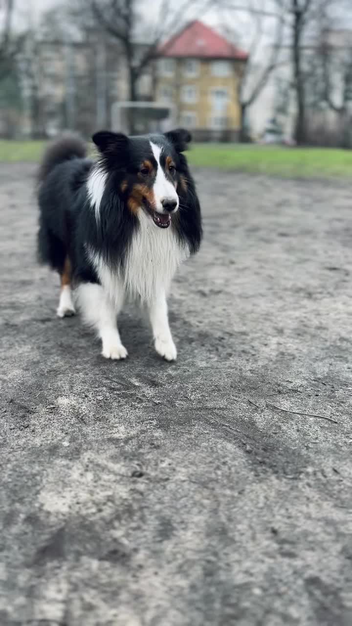 雪蒂牧羊犬在足球场上踢球视频素材