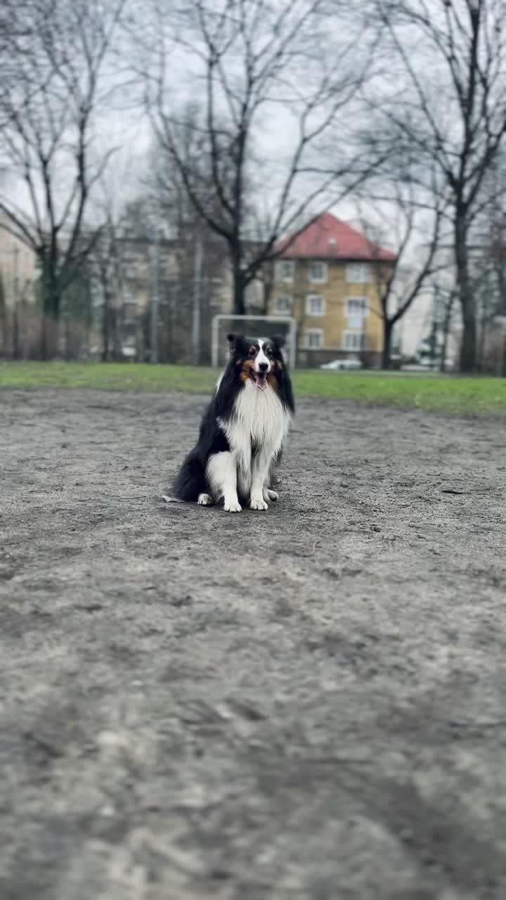 雪蒂牧羊犬在足球场上踢球视频素材