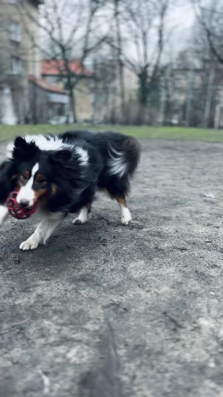 雪蒂牧羊犬在足球场上踢球视频素材