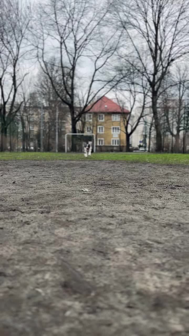 雪蒂牧羊犬在足球场上踢球视频素材