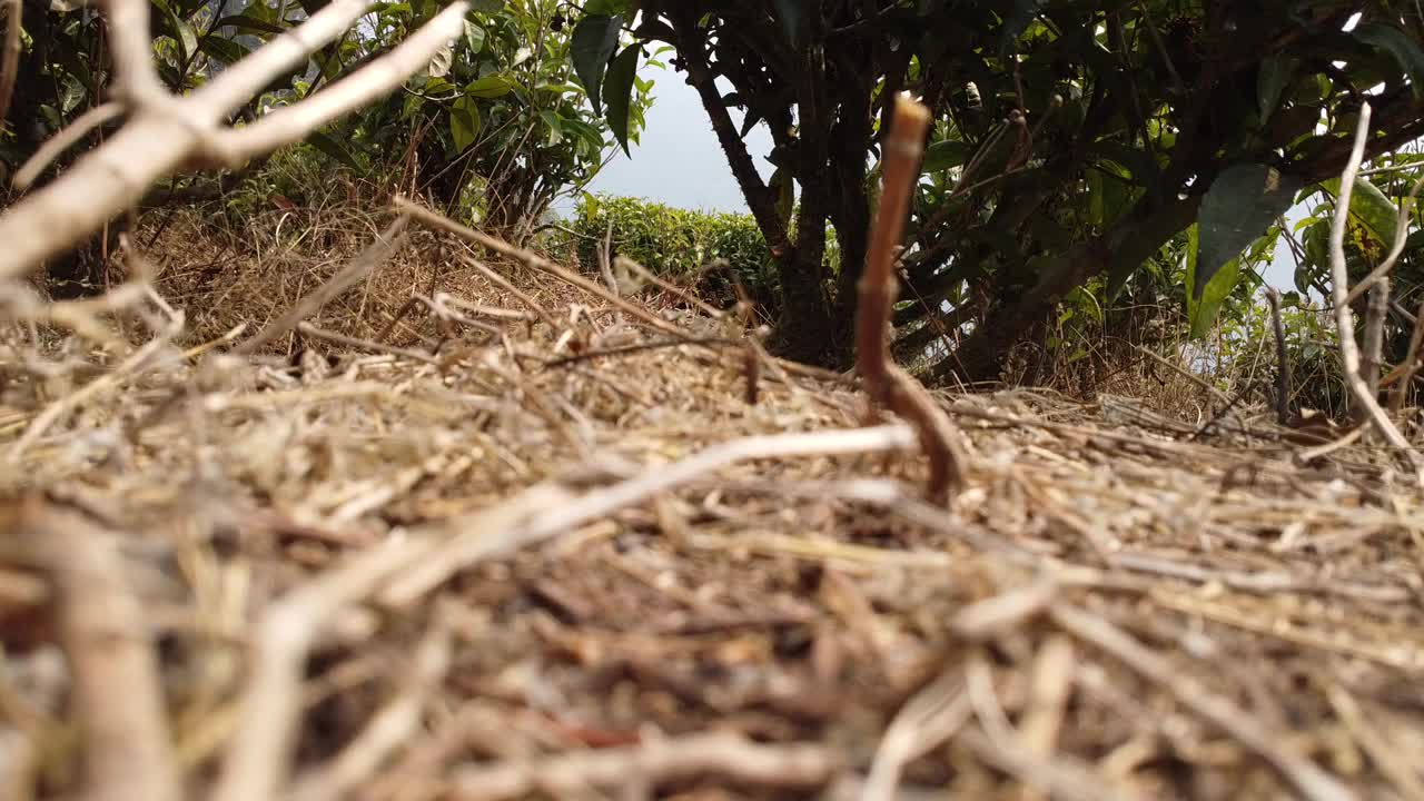 无人机在印度大吉岭茶园山谷拍摄的视频片段视频下载