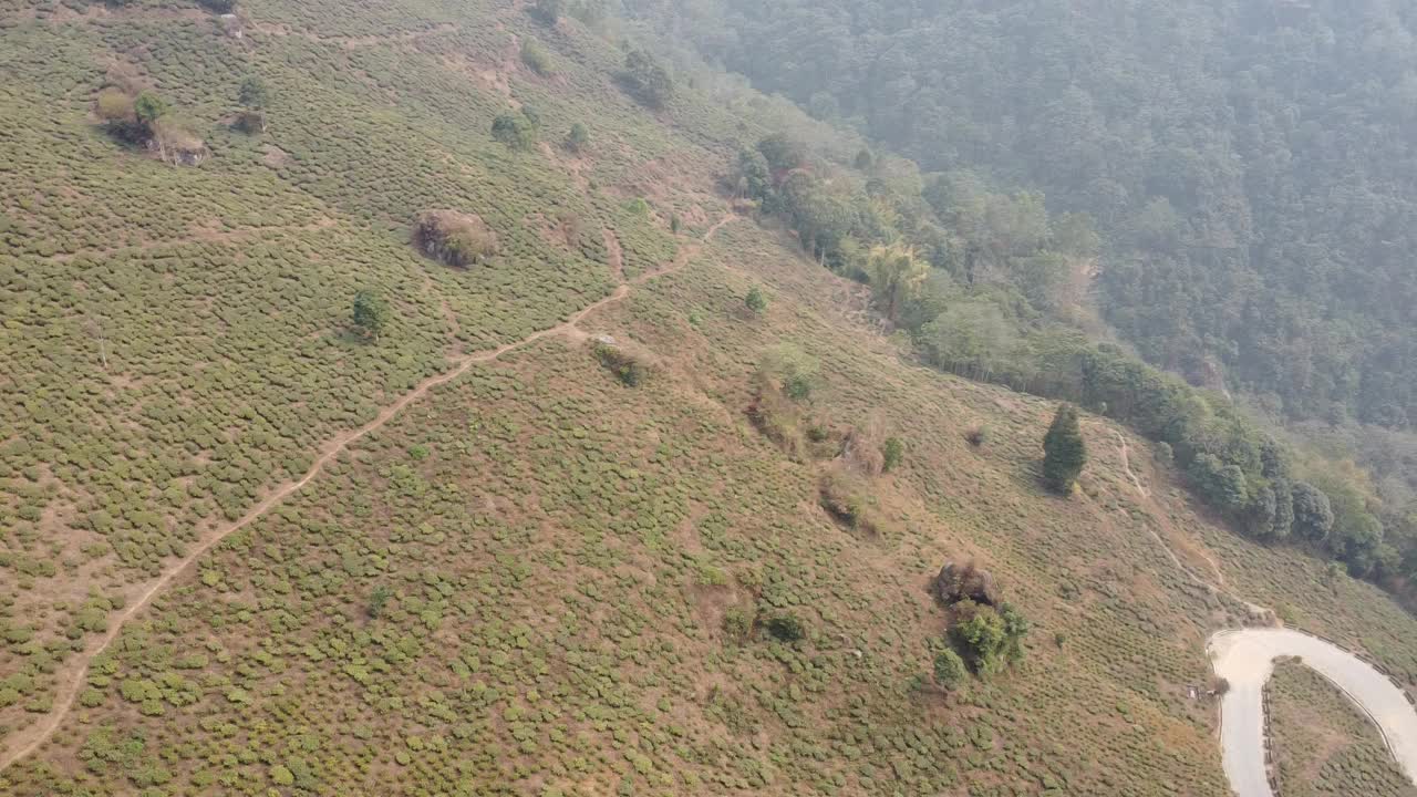 用无人机鸟瞰亚洲的茶园视频素材