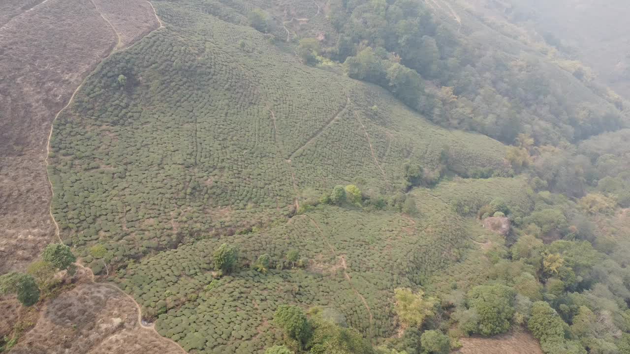 用无人机鸟瞰亚洲的茶园视频下载