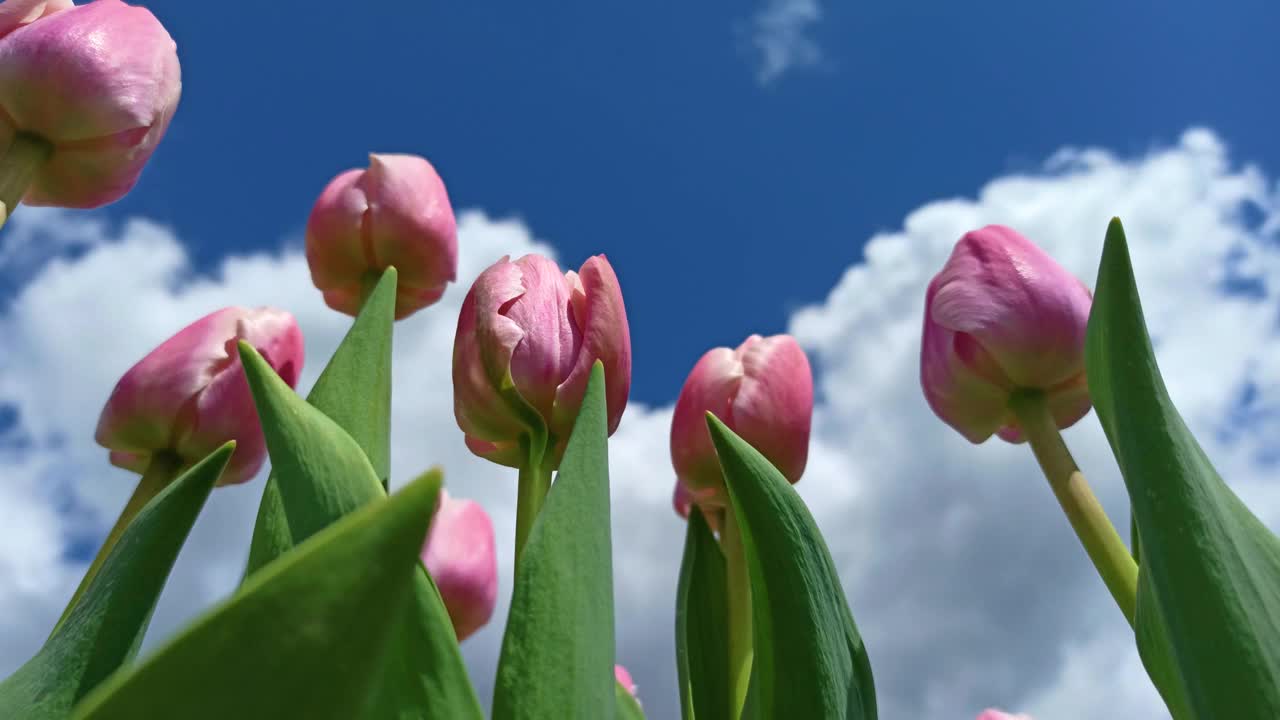 明亮的粉红色郁金香花在天空的背景视频素材