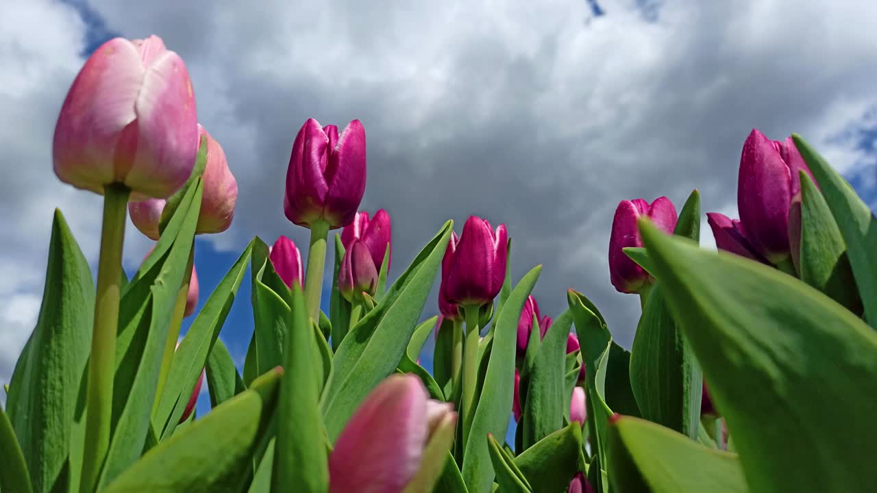 明亮的粉红色郁金香花在天空的背景视频下载