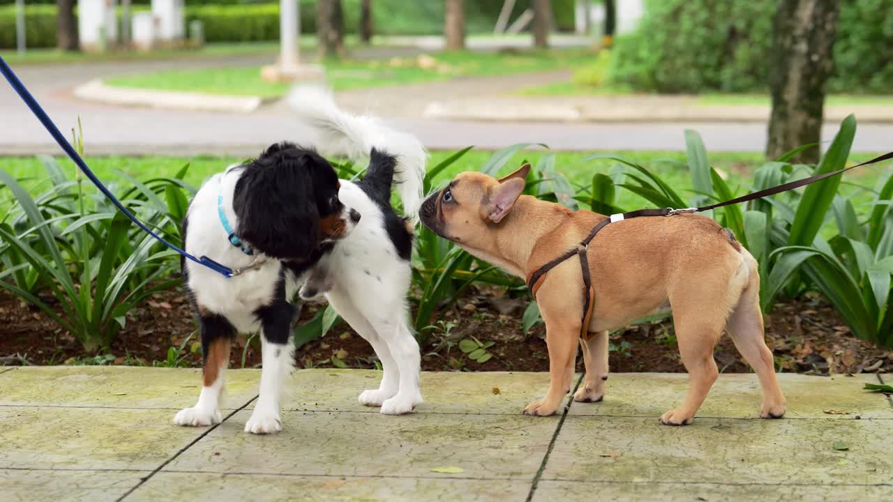 法国小狗嗅着西班牙猎犬的后面，做着自然的犬类行为，动作缓慢视频素材