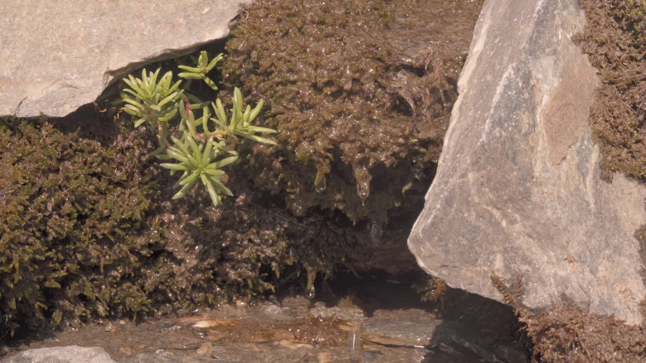 淡水从热带森林中长满苔藓的山溪中滴下。特写镜头视频素材