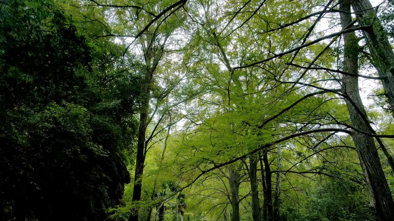 在一片绿色的森林中，无人机在树之间和树枝下飞行，仰望天空视频素材