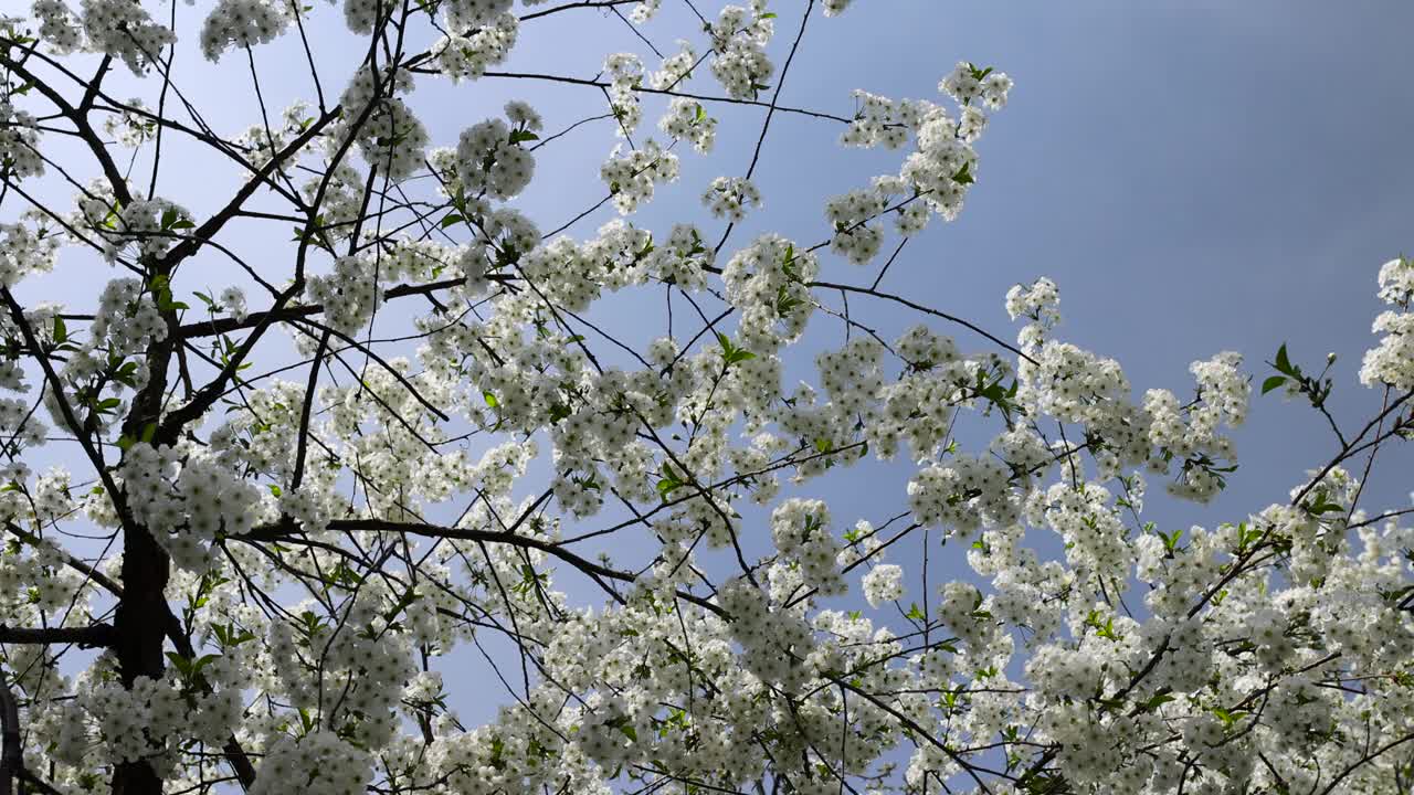 春天的花园，阳光明媚，樱花盛开视频素材