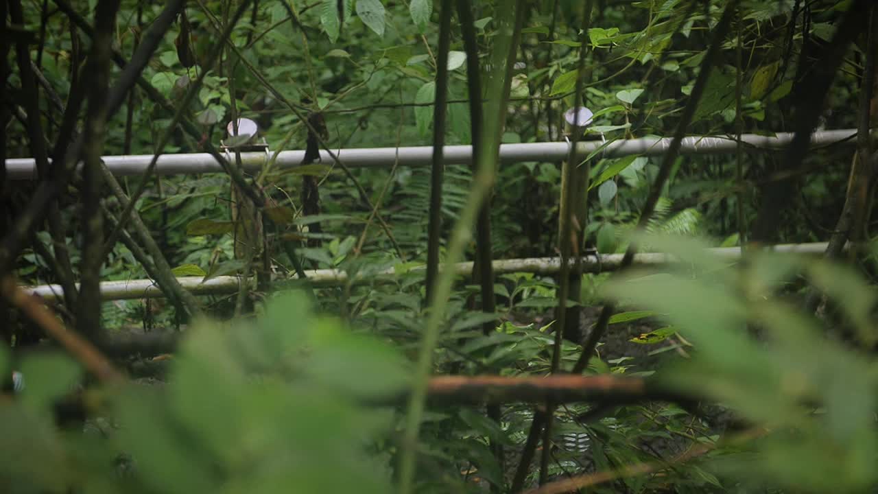 穿过雨林的女人视频素材