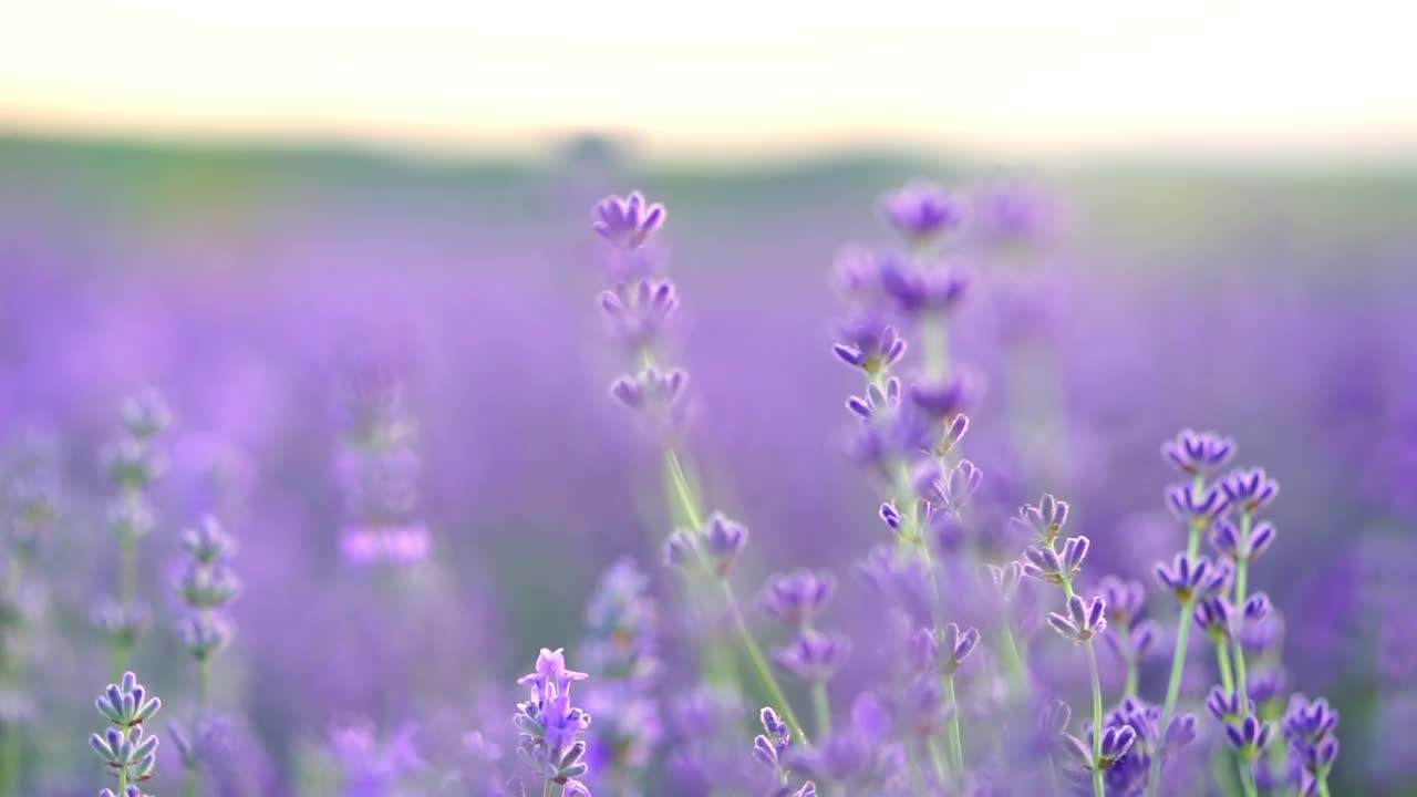 薰衣草花盛开。视频素材