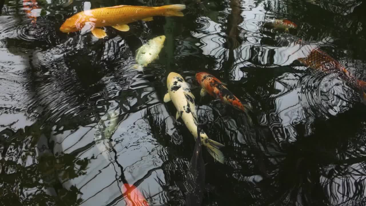 锦鲤在游泳视频素材