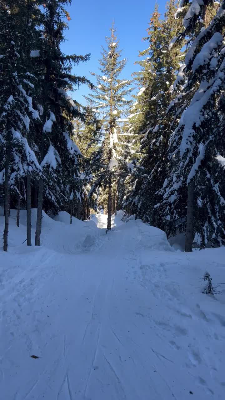 在滑雪场的树间滑雪视频素材