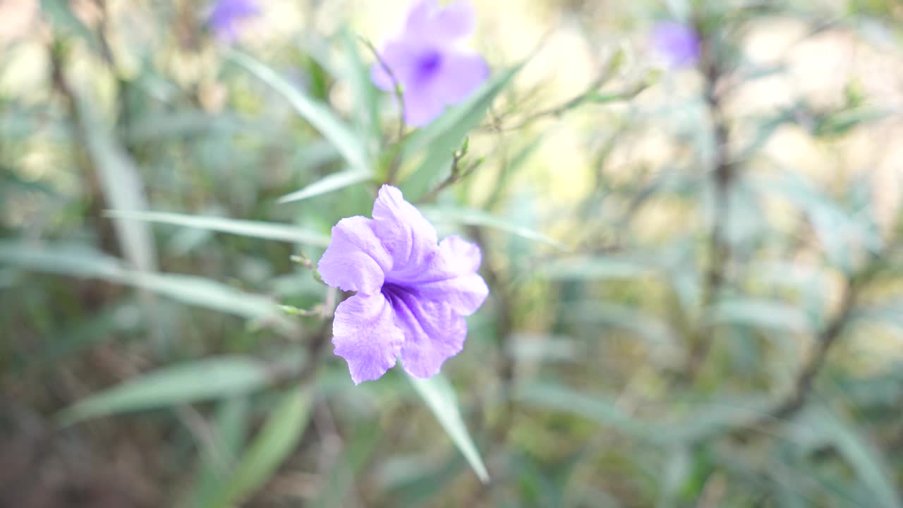 水仙花、水仙花、米尼根、铁根、小白根、爆豆荚、Cracker plant、traino、Toi ting ACANTHACEAE、Britton 's Wild、墨西哥风铃花、矮牵牛紫罗兰花，在自然背景下在花园里盛开视频素材